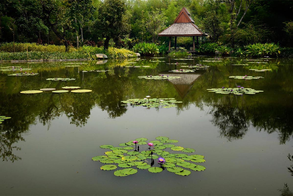 Lotus-Pond