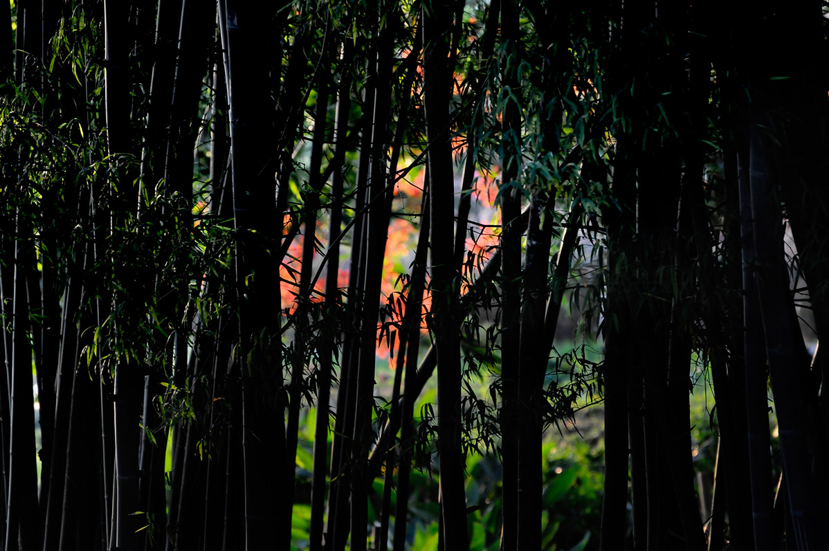 Bamboo Chiang Rai Northern Thailand