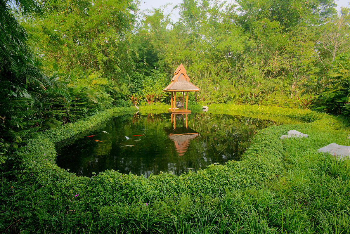 Koi Pond Chiang Rai Northern Thailand 2